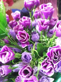 Close-up of purple flowers