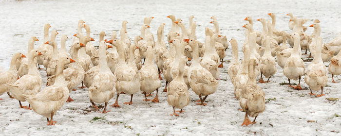 Flock of birds in snow