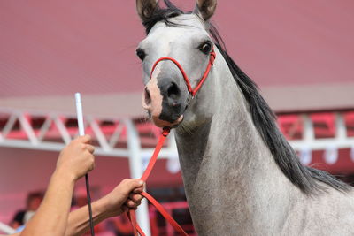 Midsection of person with horse outdoors