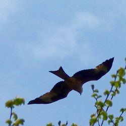 Low angle view of birds flying against blue sky