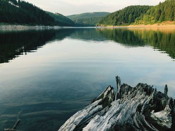 Scenic view of lake in forest