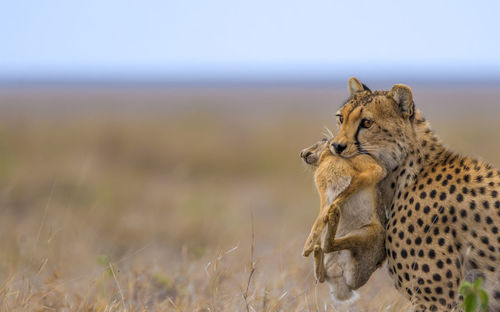 Cheetah male walking and looking for prey