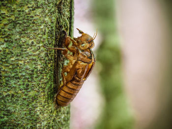 Close-up of insect on tree trunk