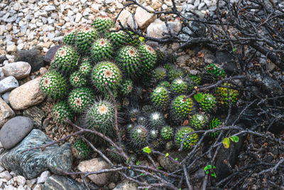 High angle view of cactus growing on tree