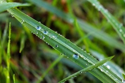 Close-up of wet grass during rainy season