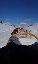 Horses on snow covered field