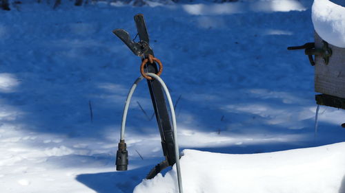 Close-up of an animal on snow covered land