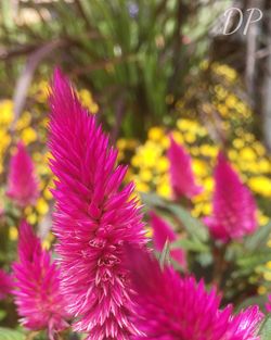 Close-up of purple flowers blooming outdoors