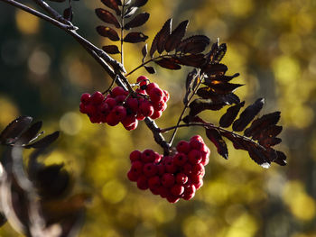 Close-up of red berries growing on tree