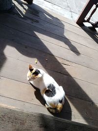 High angle view of cat on wooden floor