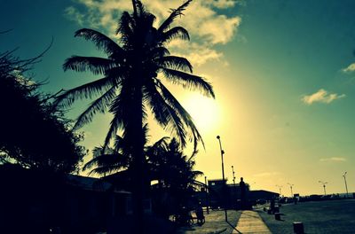 Palm trees at sunset