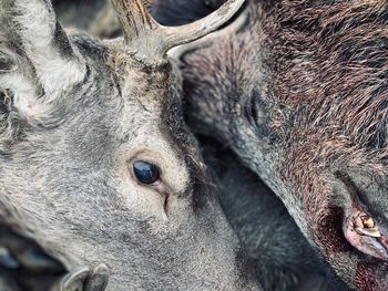 Close-up of deer