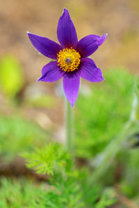 Close-up of purple flower