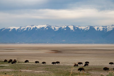 A herd of bison roaming the great salt lake of utah. snow-capped wasatch mountains in distance.