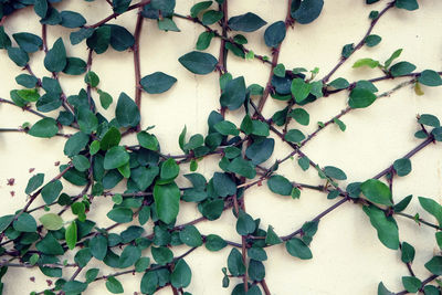 Close-up of ivy on table