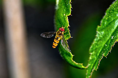 Close-up of insect on leaf