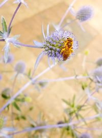 Close-up of insect on flower