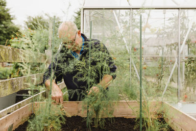 Senior man digging soil in allotment