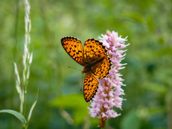 Close-up of butterfly pollinating on purple flower