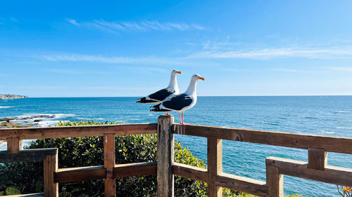 Seagull on railing against sea