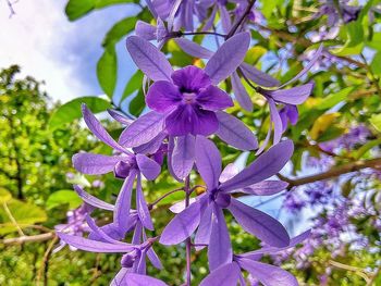 Close-up of purple flowers on tree