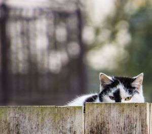 Close-up of cat behind fence