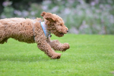 Dog on grass