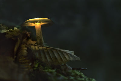 Close-up of mushroom growing on plant