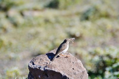 Close-up of bird perching outdoors