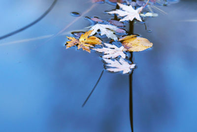 Close-up of wilted flowering plant