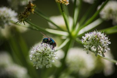 Close-up of insect on purple flower