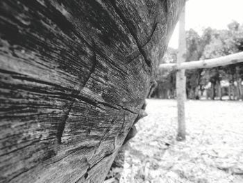 Close-up of tree trunk during winter