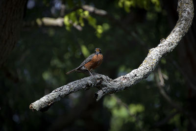 Bird perching on a tree