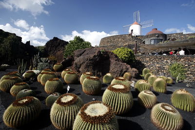 Golden barrel cactuses growing on field