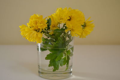 Close-up of yellow flowers in vase