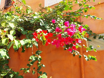 Close-up of potted plant