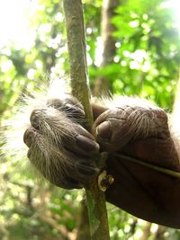 Close-up of monkey on tree