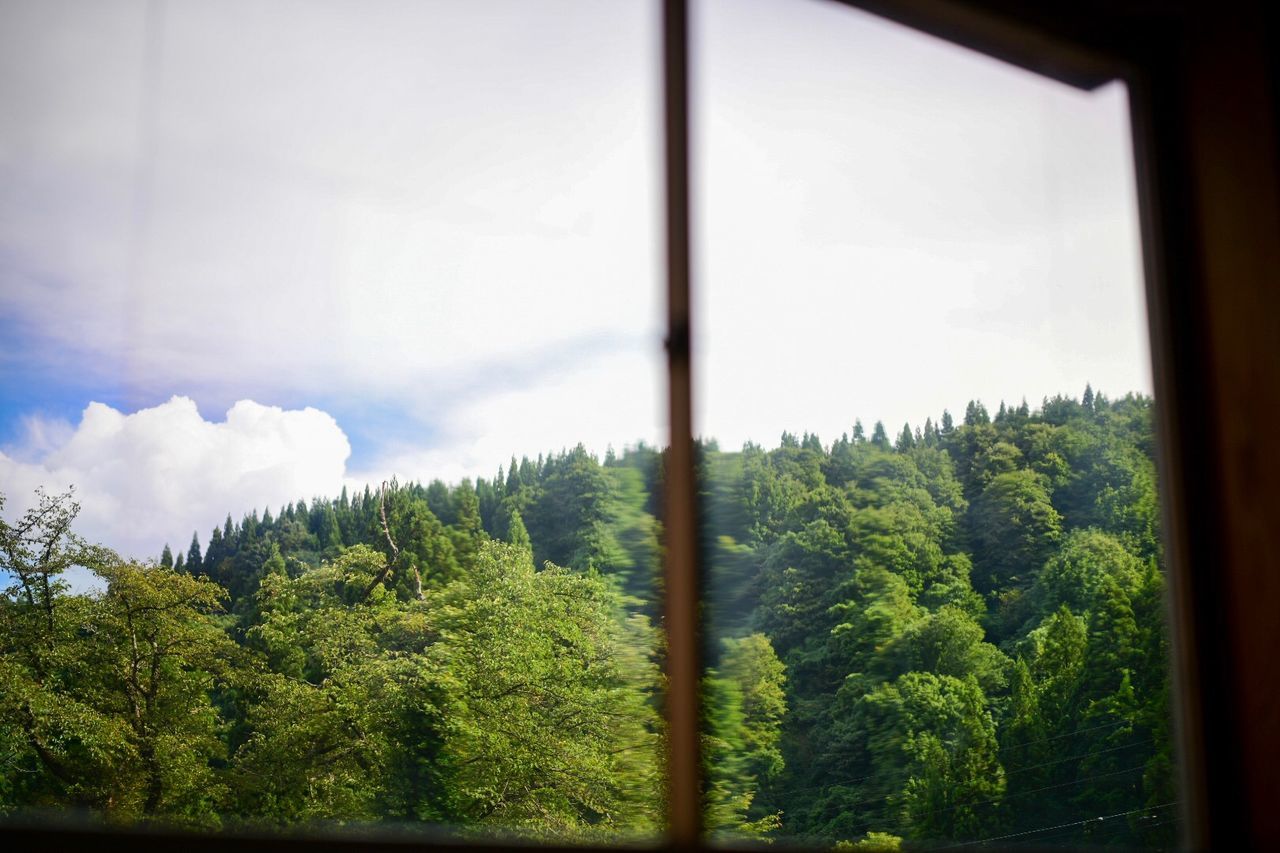 tree, plant, growth, sky, cloud - sky, day, nature, green color, forest, beauty in nature, tranquility, window, no people, tranquil scene, scenics - nature, land, transparent, mountain, glass - material, outdoors, pine tree, coniferous tree, pine woodland