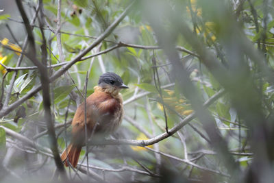 Close-up of bird perching on branch