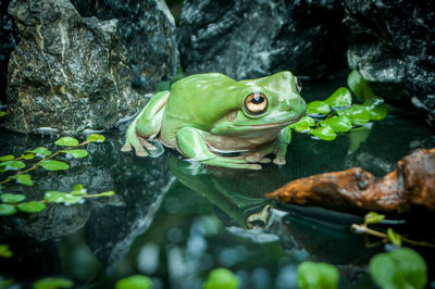 A cute green frog and its reflection on the water among the rocks, wood and leaves