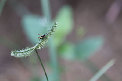 Close-up of insect on plant