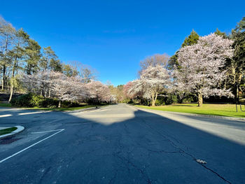 Road amidst trees against clear blue sky