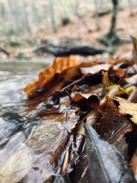 Close-up of dried autumn leaves on land