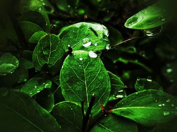 Close-up of leaves