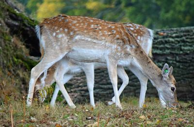 View of deer grazing on field