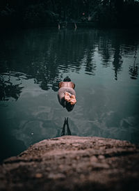 Rear view of man swimming in lake