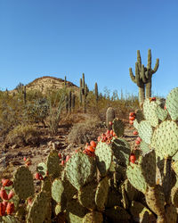 Cactus growing on land against clear sky