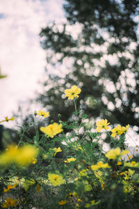 Close-up of yellow flowering plant on field