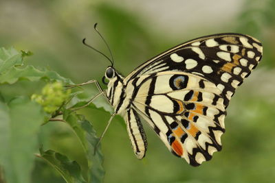 Amazing macro photography of beautiful lime butterfly  on plant