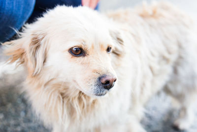 Close-up portrait of dog